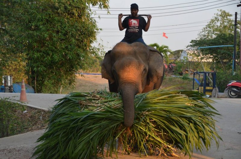 Royal Elephant Kraal Village