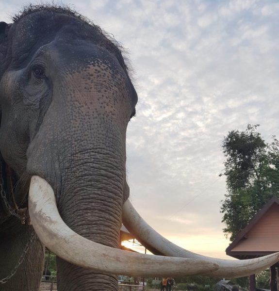 Donate to Elephantstay and help us retire elephants.