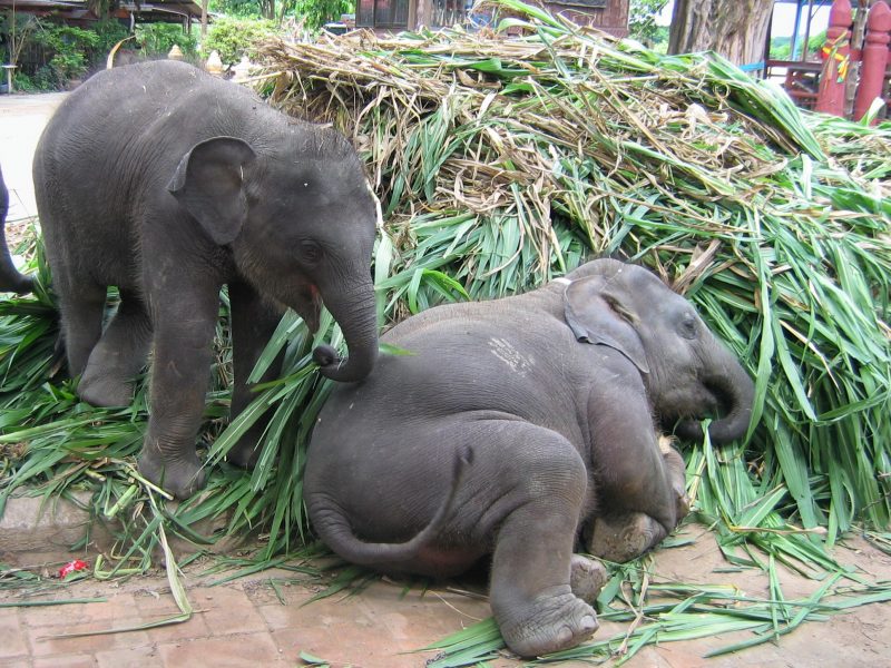working elephant village