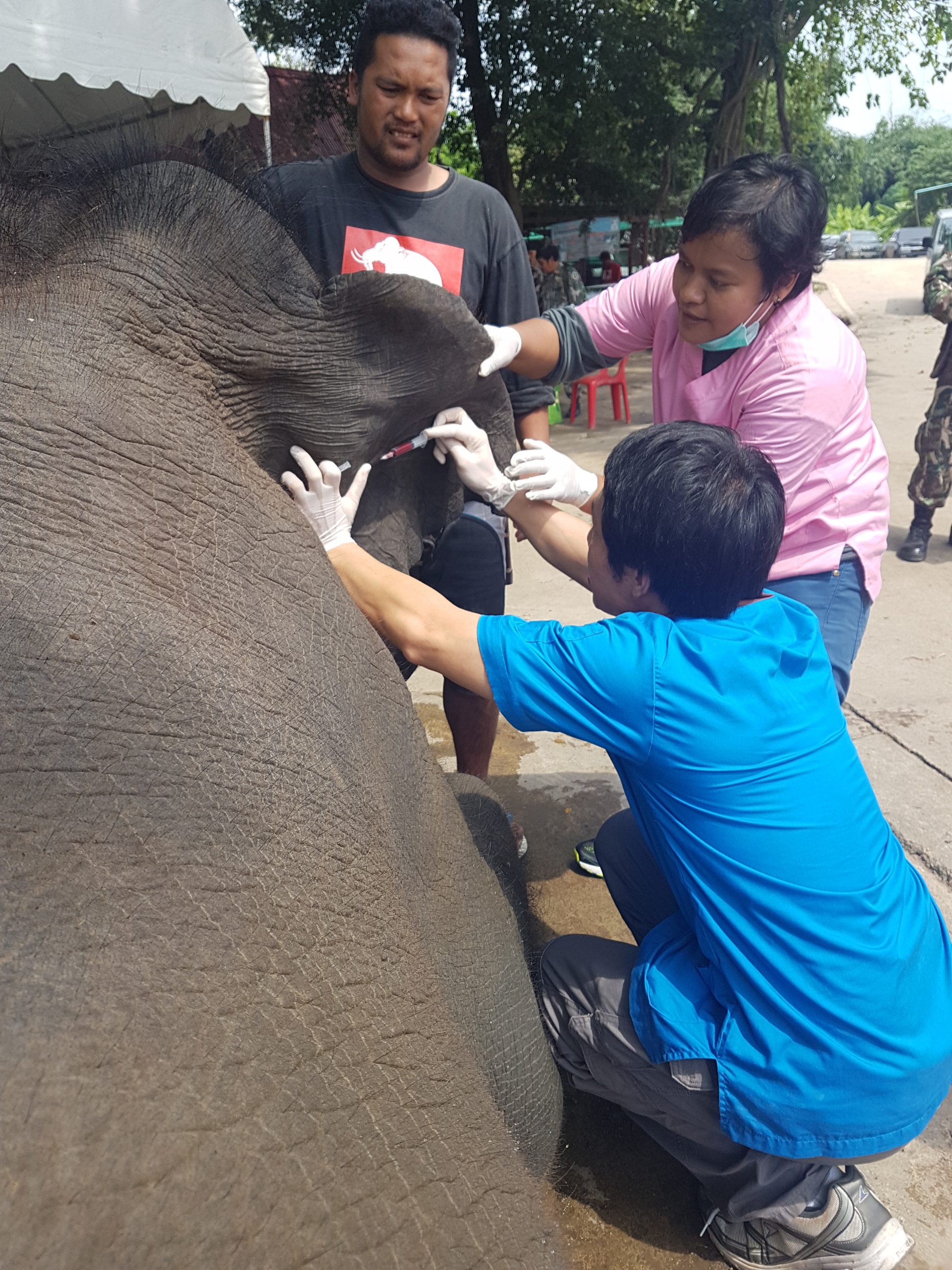 Thai local likes tourist's authentic elephant pants and love for Asian  culture – The Bald Beagle