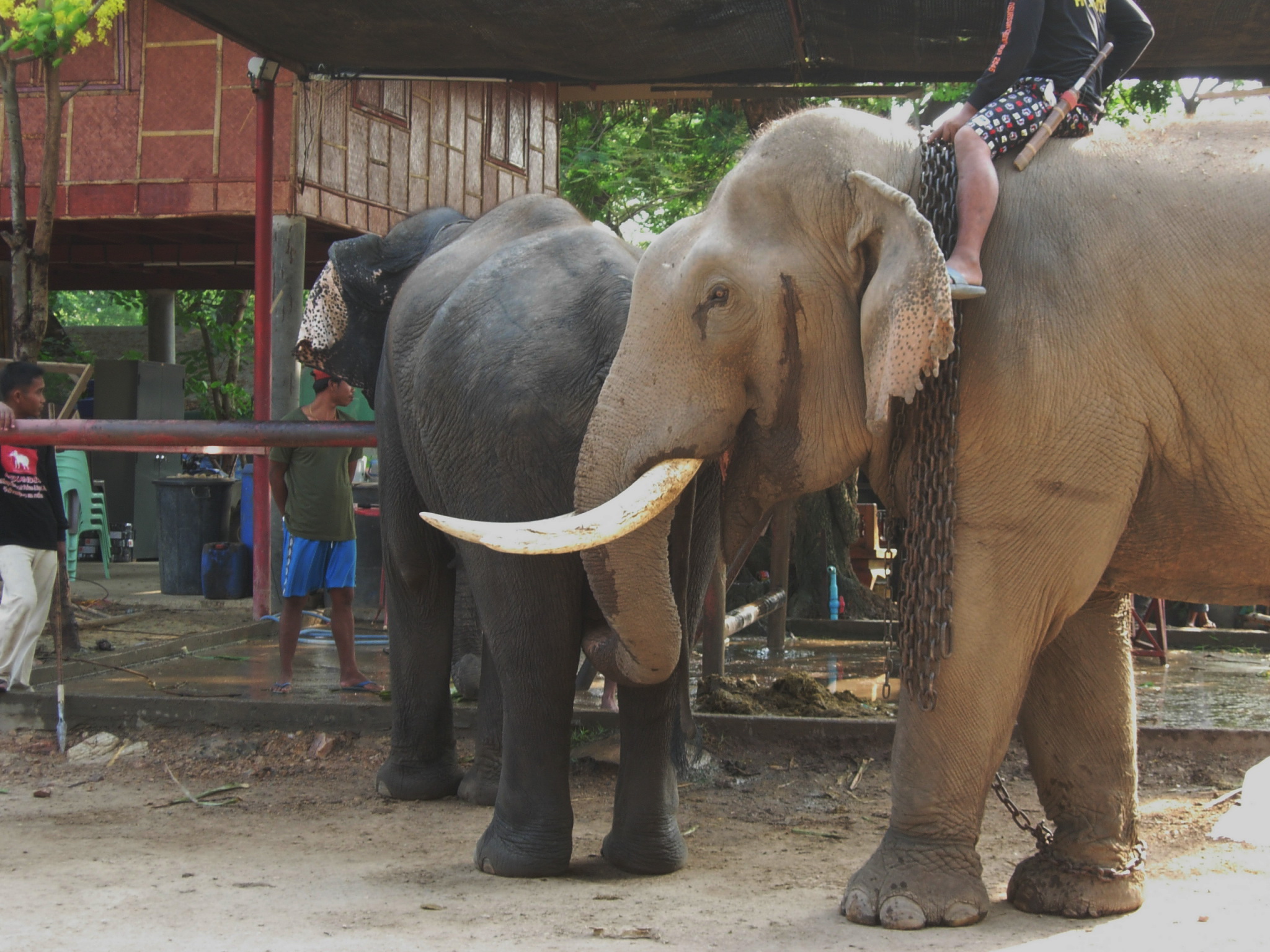 Thai local likes tourist's authentic elephant pants and love for Asian  culture – The Bald Beagle