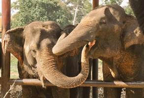 two old elephant friends touching each others faces with their trunks