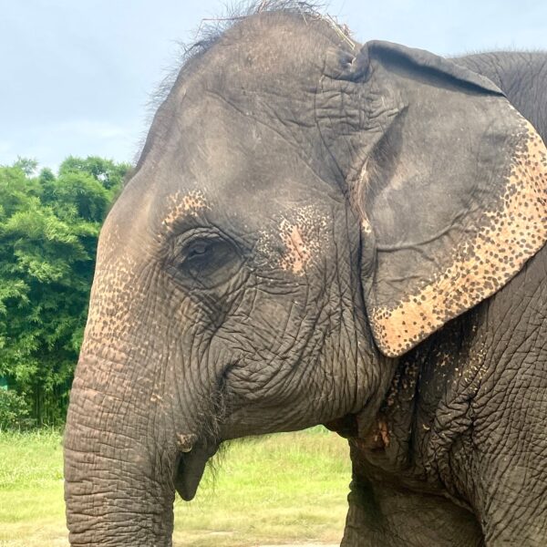 fb kamlaiphet kamlaiphet the elephant